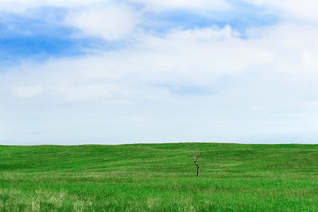 Obraz premium Green field background