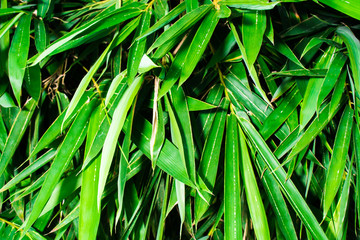 bamboo leaves texture background