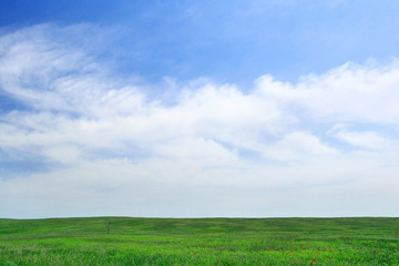 Lonley tree on the green field background
