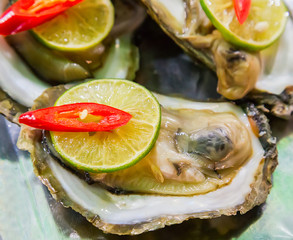 scallop shell on ice