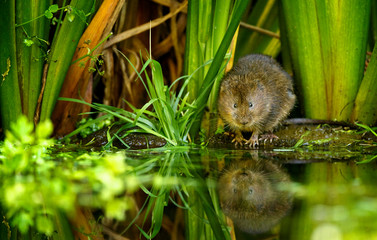 A little wild water vole © bridgephotography
