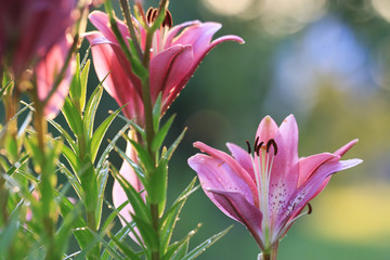 bright colorful flowers on a green background