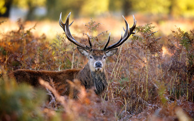 Large red deer stag