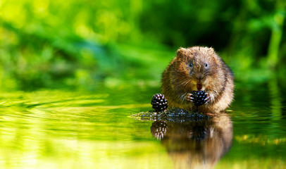 A little wild water vole eating some juicy blackberries looking at the camera