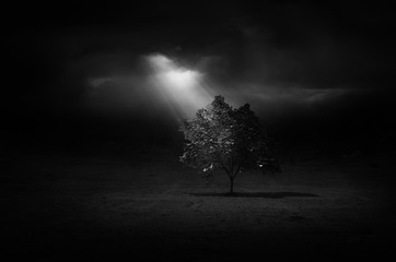 Black and white tree and light beams