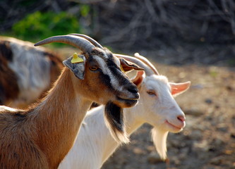 Two goats (brown and white)