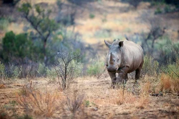 Crédence en verre imprimé Rhinocéros Rihno blanc