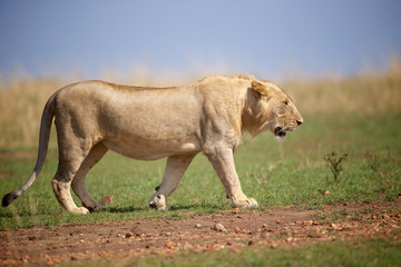 Young wild male lion walking