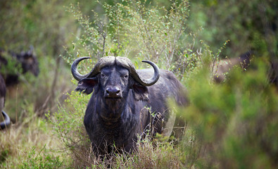 A large male water buffalo