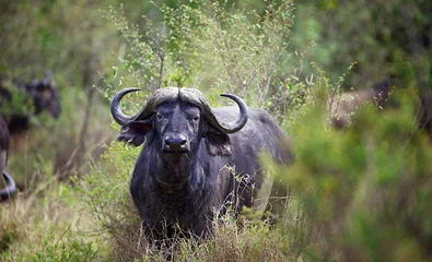Foto op Canvas A large male water buffalo © bridgephotography