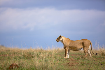 Wild young male lion standing on the Kenya grass plains