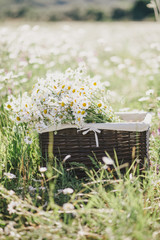 Chamomiles in a basket standing in a chamomile field