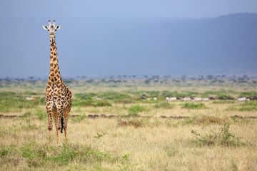 Wild giraffe in the Masai Mara