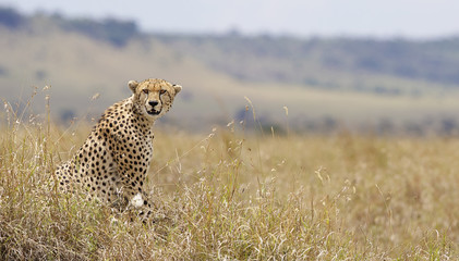Wild cheetah in Kenya
