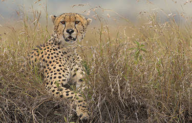 A wild Cheetah in long grass