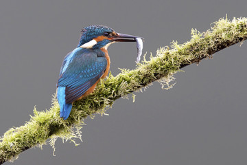 kingfisher
