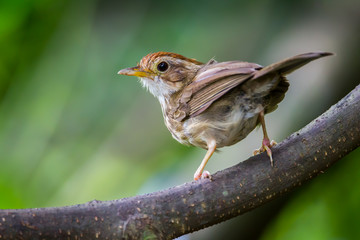 Puff-throated Babbler  on the branch 