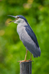 Close up of Black-crowned Night-Heron(Nycticorax nycticorax) 
