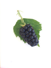 Obraz premium Mulberry