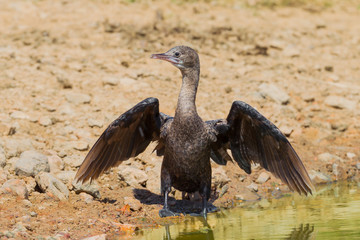 Little cormorant, Javanese cormorant (Microcarbo niger) 
