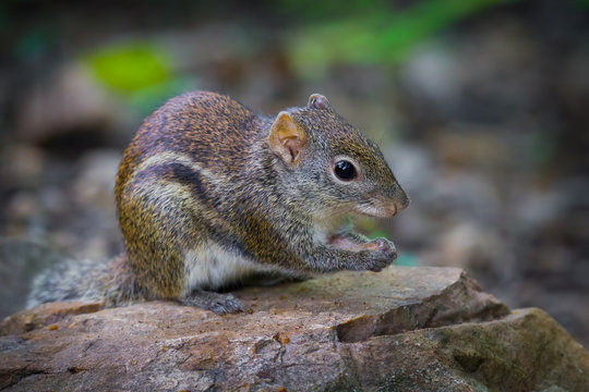 Close up of Asiatic striped squirrel(Striped squirrel) 