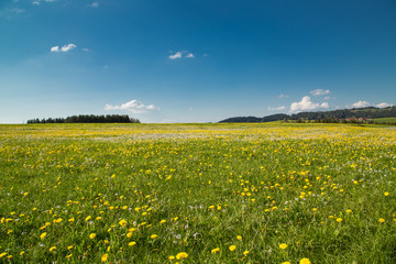Allgäuer Wiese