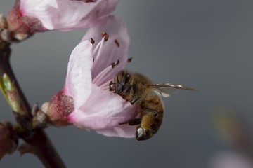 Bee in a cherry flower