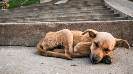 Young stray dog sleeping - 86566146