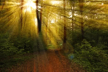 Beautiful rays in the spring forest
