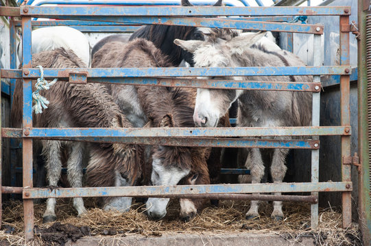 donkeys for sale in a cattle pen trailer at a horse fair in Ireland