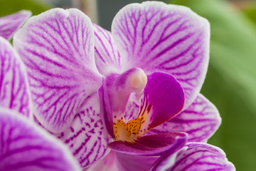 pink flowers orchid close-up