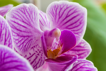 pink flowers orchid close-up
