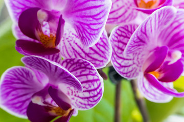 pink flowers orchid close-up