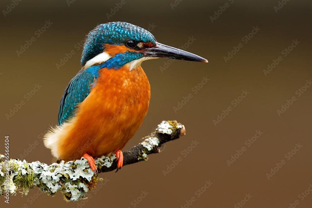 Wall mural kingfisher