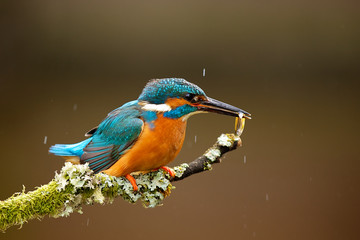 kingfisher