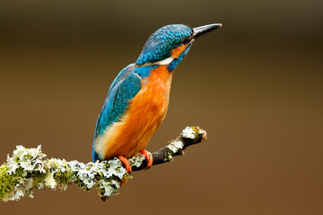 kingfisher
