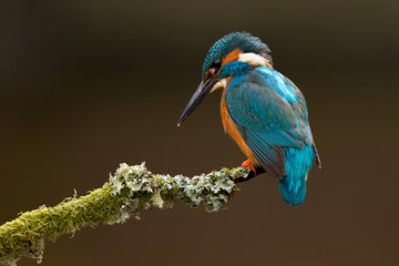 kingfisher