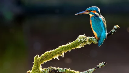 Fototapete Eisvogel Kingfisher  © bridgephotography