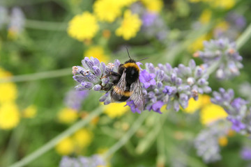 bombo su fiore di lavanda