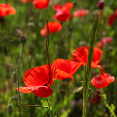 Fototapeta na wymiar Flowers red poppies on green meadow
