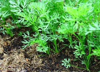 culture de carottes au potager bio