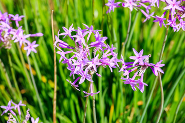 Bright violet flowers