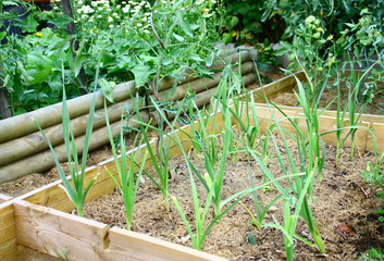 poireaux en culture dans carré potager bio