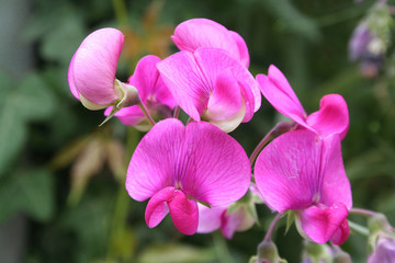 Fototapeta na wymiar pisello odoroso in fiore in giardino