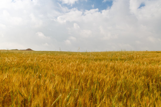 Ripe wheat on field