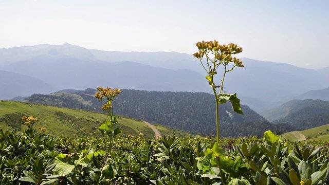 scenic view of the top of the Greater Caucasus Range. Rose Peak, Krasnaya Polyana
