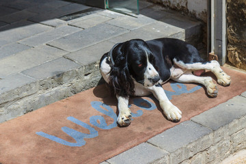 Black and white spaniel lies at the entrance