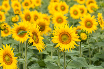 sunflowers field in bloom