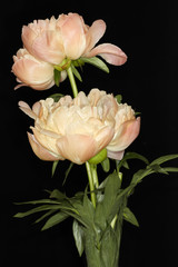 Pale pink peony buds