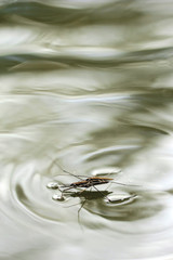 Common Pond Skater